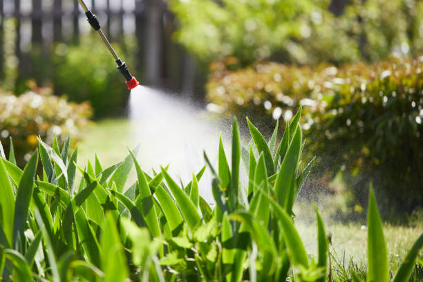 24/7 Emergency Termite Control experts in Pana, IL