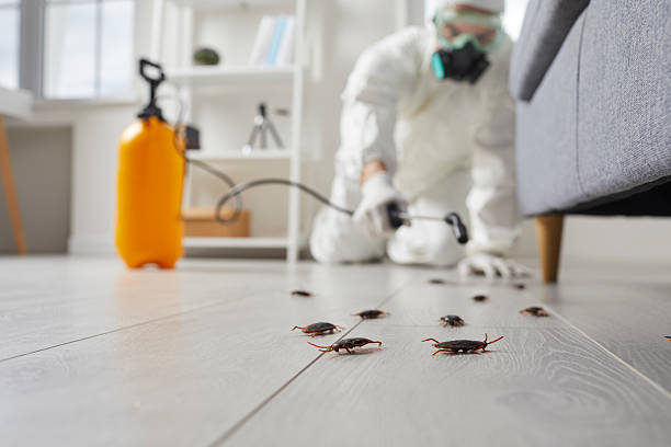Affordable Termite Control solutions in Pana, IL